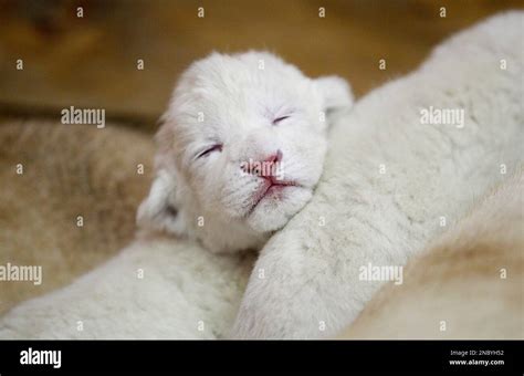A Three Day Old White Lion Cub Sleeps In Belgrade Zoo Serbia