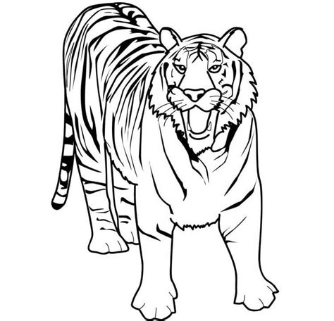 Tigre De Desenho Animado Sentado Para Colorir Imprimir E Desenhar