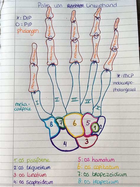 Anatomy Bones Palm Of Left Hand In 2021 Medical School Essentials