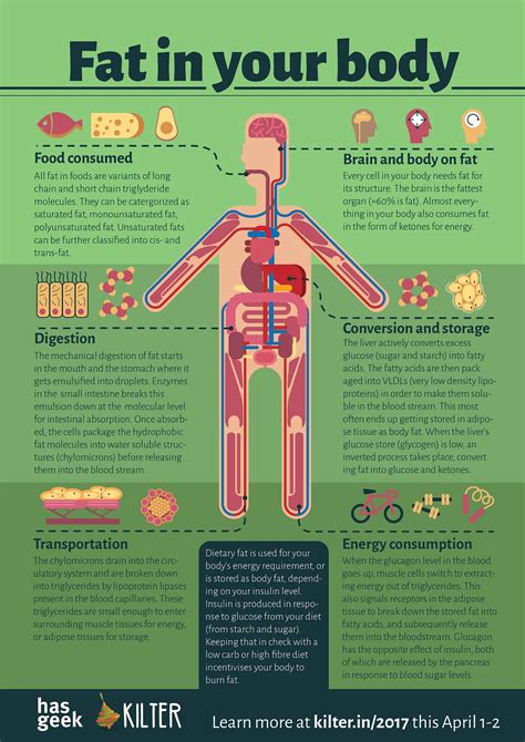 Internal Organs Of Human Body Name ~ Human Heart Diagram Bocekiwasul