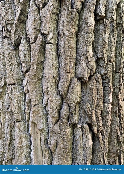 Poplar Tree Bark Stock Image Image Of Closeup Tree 155822155