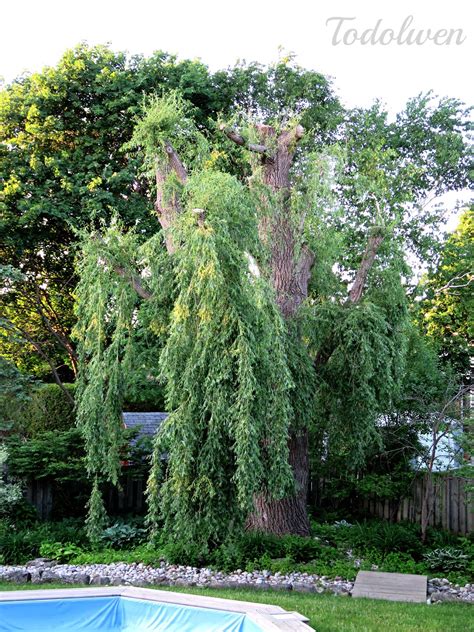 Check spelling or type a new query. Todolwen: Our Beautiful 'Shorter' Willow Tree
