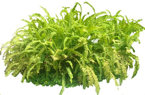 Tropical Plant Pictures: Nephrolepis sp (Sword fern) png image