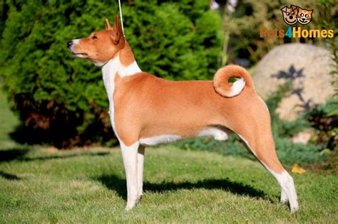 Basenji Dog Breed Facts Highlights And Buying Advice Pets4homes