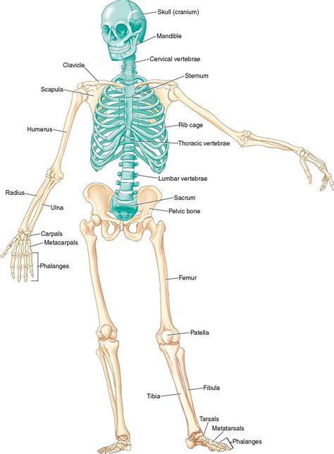 Joints Diagram Skeletal System