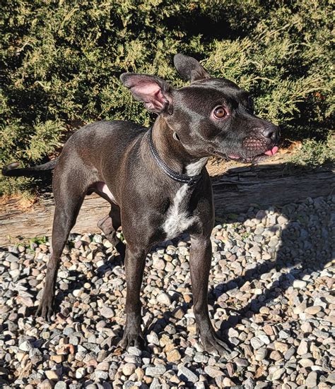 Dog for Adoption - Comical Cuddly Lil Chupacabra ~ Coated Xolo, a