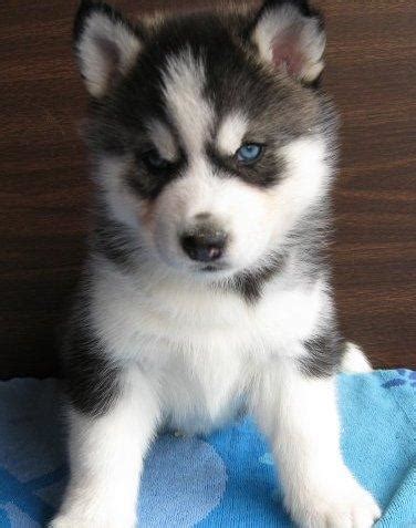 Even puppies in the same litter can be different. Top 10 cutest Husky puppies! | Cute n Tiny