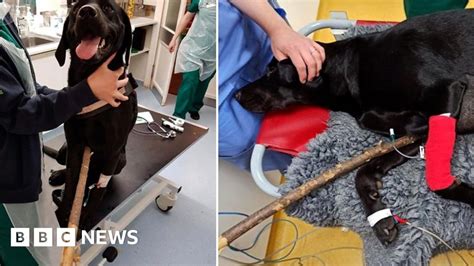 molly the labrador impaled by one metre long stick