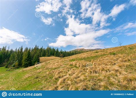 Forest On The Grassy Meadow In Mountains Stock Photo Image Of
