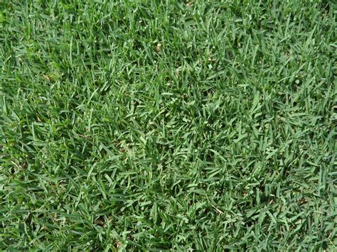 Identify Your Grass Artofit