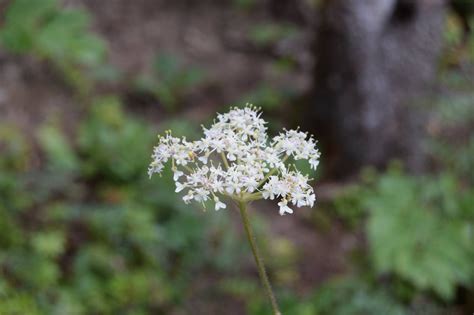 Queen Annes Lace Wildflowers Free Stock Photo Public Domain Pictures
