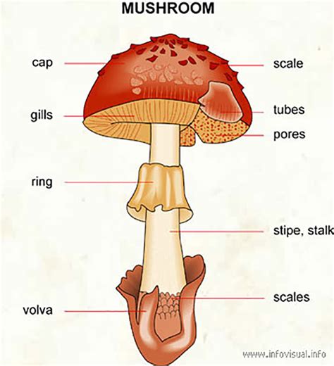 6 Easy Edible Mushroom Identification Tips