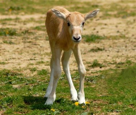 What do you call the boy cows? Addax, also known as screwhorn antelope, are critically ...