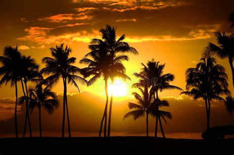 Tropical Palm Trees Silhouette Sunset Or Sunrise Stock Photo Image Of