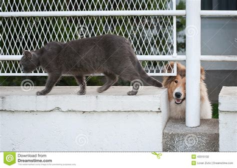Lassie And Gray Cat Stock Photo Image Of Domestic British 43315132