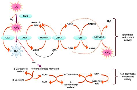 Detoxification Of Reactive Oxygen Species Ros By Enzymatic