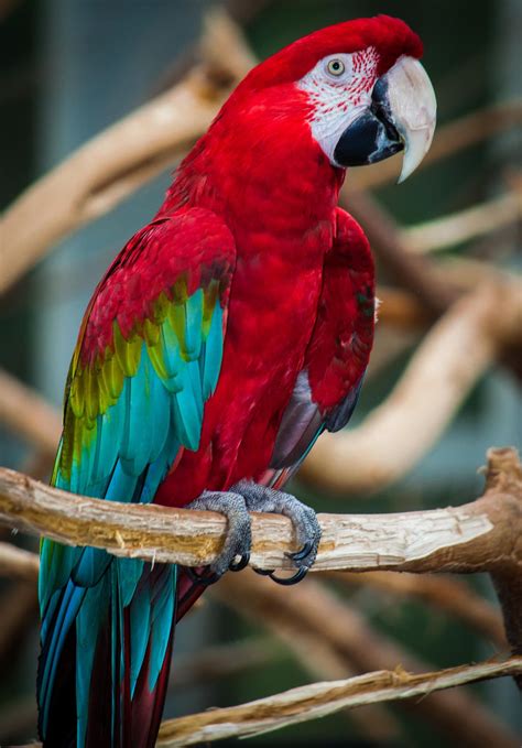 Parrot By Nick Tsouroullis 500px Kleurrijke Dieren Prachtige