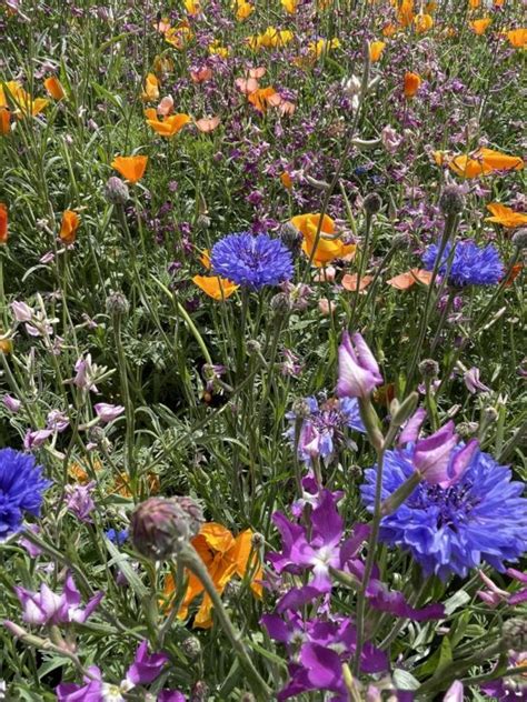 Wildflowers Field Studies Council