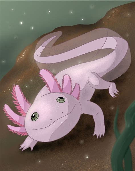 How To Draw An Axolotl Draw Central Axolotl Drawings Axolotl Cute