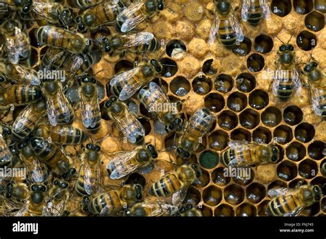 Honey Bee Workers Apis Mellifera On Comb Showing Capped And Stock