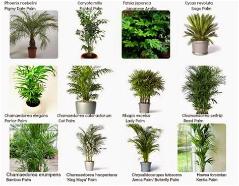 20 House Plants Names With Pictures Pimphomee