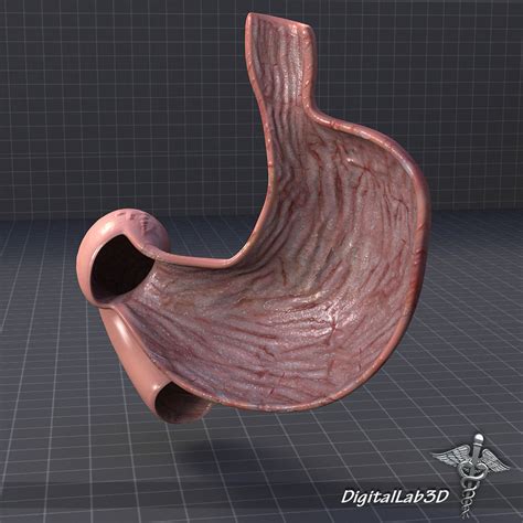 Stomach Anatomy 3d Model Cgtrader