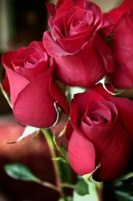 Beautiful flower & beautiful dpz for girls. 109 best Rose dpz images on Pinterest | Pretty flowers ...