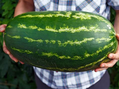 Giant Watermelon Seeds Organic And Non Gmo Watermelon Seeds Etsy