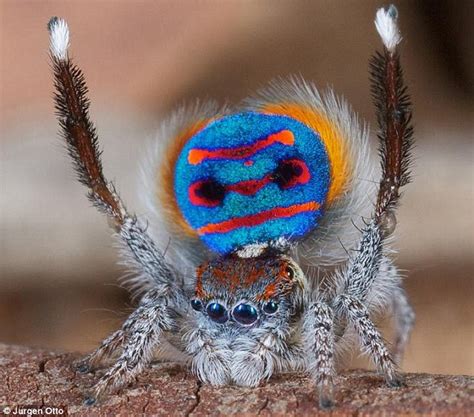 The Secret Of The Incredible Rainbow Spider Revealed Daily Mail Online