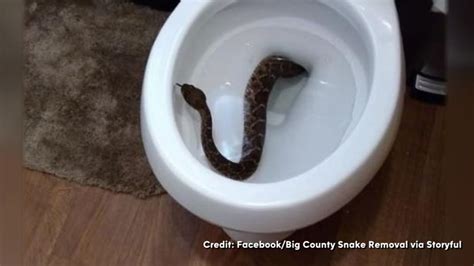 Snake Found In Abilene Toilet Abc13 Houston