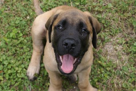She has her vet health check, puppy vaccinations, and akc registration. Puppy World: English Mastiff Puppy Pictures