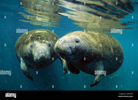 Two West Indian Manatees Crystal River Florida Stock Photo Alamy