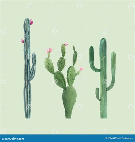 Beautiful Three Vector Watercolor Cactus Hand Drawn Illustrations Set