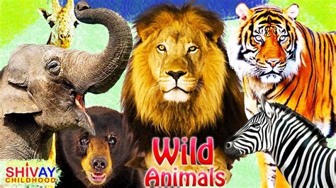 Learning Wild Animals Names For Kids Learning Wild Animals Sounds For