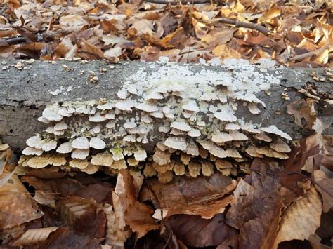 White Fungus Or Mushrooms On Log And Brown Leaves Stock Image Image