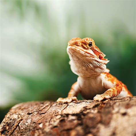 Lizards are often the first pet reptile for a lot of folks. Bearded Dragons for Sale | Buy Live Bearded Dragons for ...