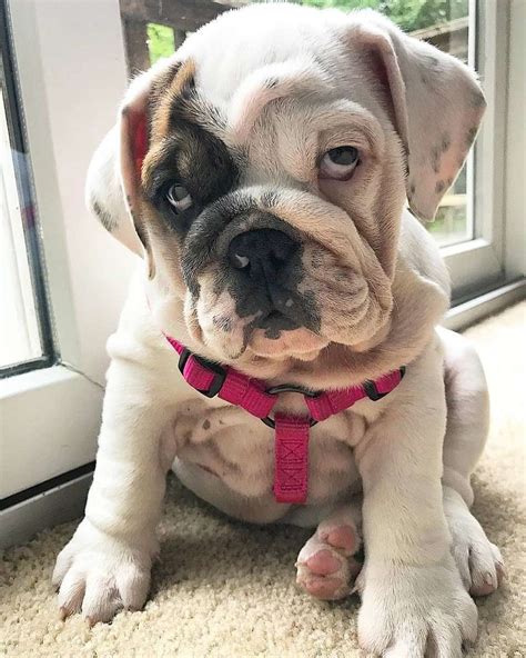 10 Cute Bulldogs To Bring A Smile On Your Face