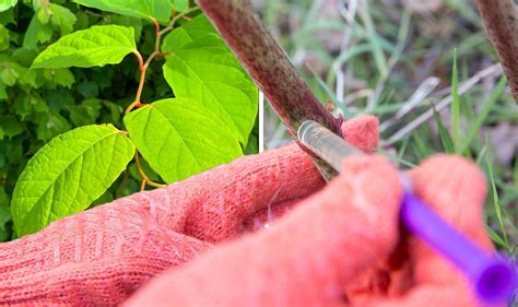 How To Get Rid Of Japanese Knotweed Cheapest Ways To Banish Evil