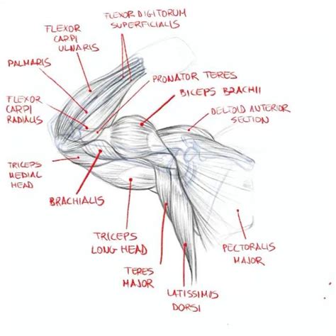 Anatomy Of The Armpit Anatomy