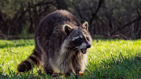 But could your dog get rabies even if it's been vaccinated? raccoon diseases