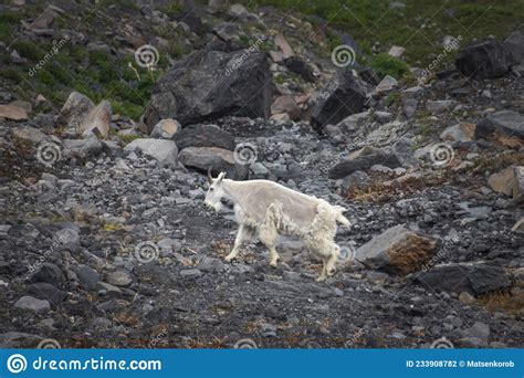 One Mountain Goats Go To Mtbaker Stock Photo Image Of Goat Mountain