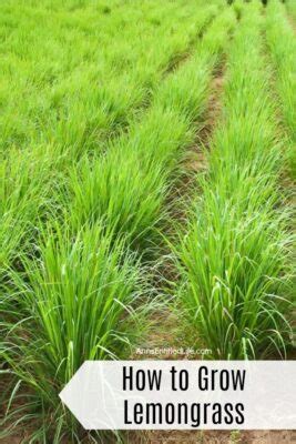Other people may give you a range between four and eight months depending on where you are in the world, especially if your location tends to have cold and dry temperatures. How to Grow Lemongrass