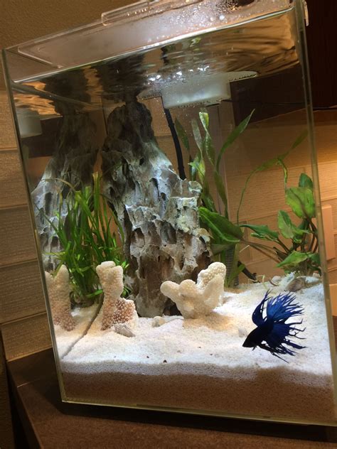 Betta Tank Decor 15 Best Betta Fish Tanks The Ultimate List Heavy Com