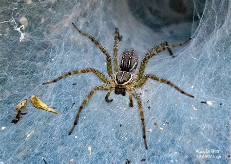 Funnel Weaver Spider • C And A Wild Images