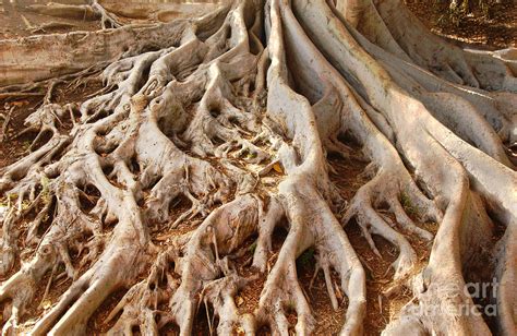 Fig Tree Roots In Balboa Park Photograph By Anna Lisa Yoder