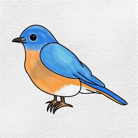 Bluebird Drawing Helloartsy