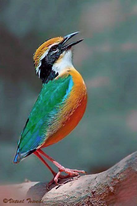 Indian Pitta Pitta Brachyura Beautiful Birds Passerine Bird