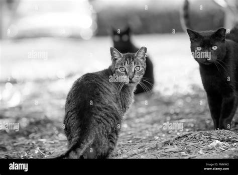 Feral Cats Group High Resolution Stock Photography And Images Alamy