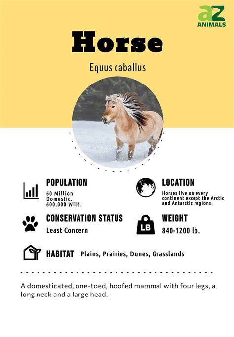Horse Animal Facts Equus Caballus A Z Animals