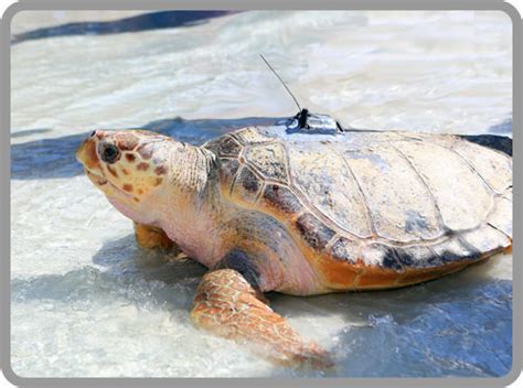 Sea Turtle Tracking Rehabilitated Sea Turtles Sea Turtle Conservancy